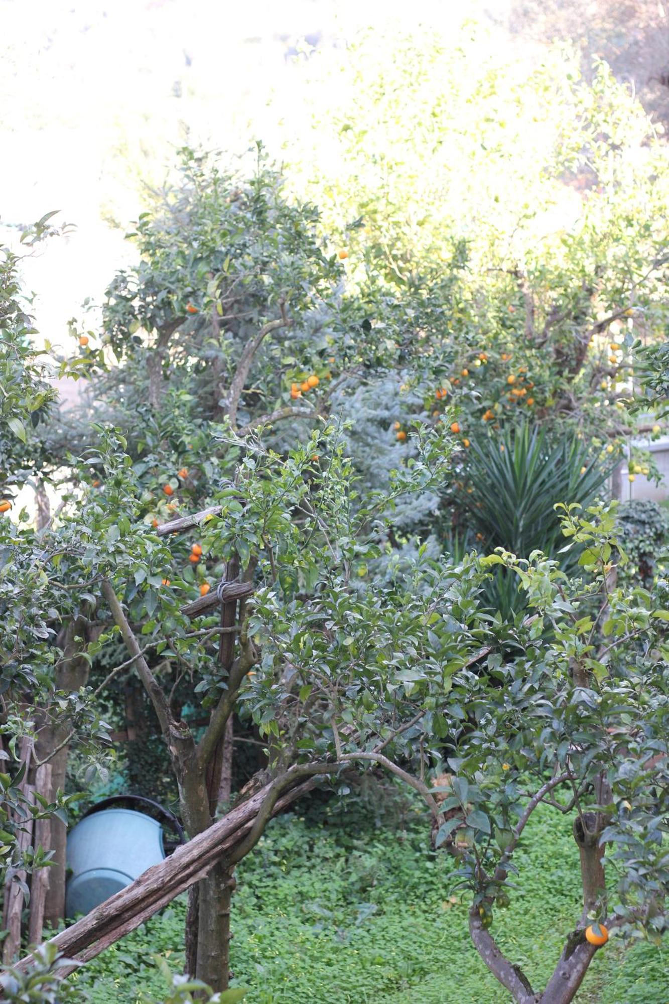 Domus Marziale Appartement Sorrento Buitenkant foto